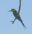 /album/photogallery/swallow-tailed-bee-eater-jpg/
